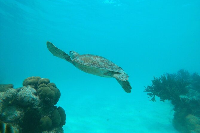 Private snorkel with 2 stops in Aruba - Eco-friendly! - Timing and Getting There From Oranjestad (Including Cruise Days)