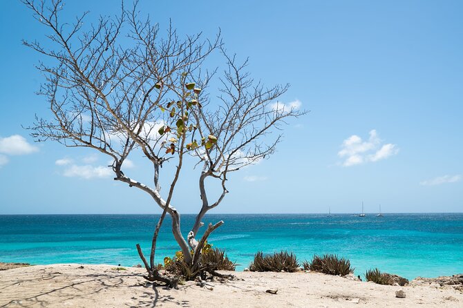 Private snorkel with 2 stops in Aruba - Eco-friendly! - Who This Tour Fits Best (And Who Might Want Something Else)