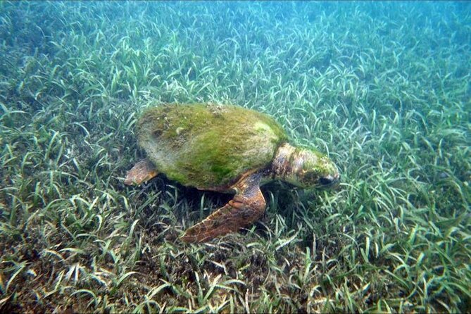 Private Snorkeling and Sightseeing Tour of Antigua - Galleon Beach snorkeling: calm water, shipwrecks, and turtles