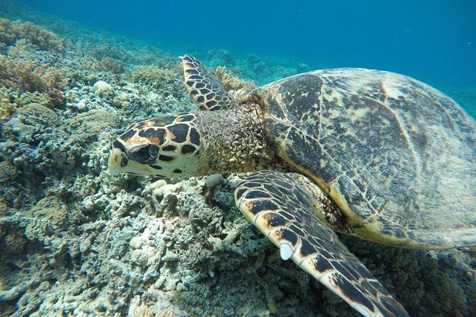 Private Snorkeling Gili Island (Coral, Statue and Turtle) - Meeting Up in Gili Trawangan Without Losing Time