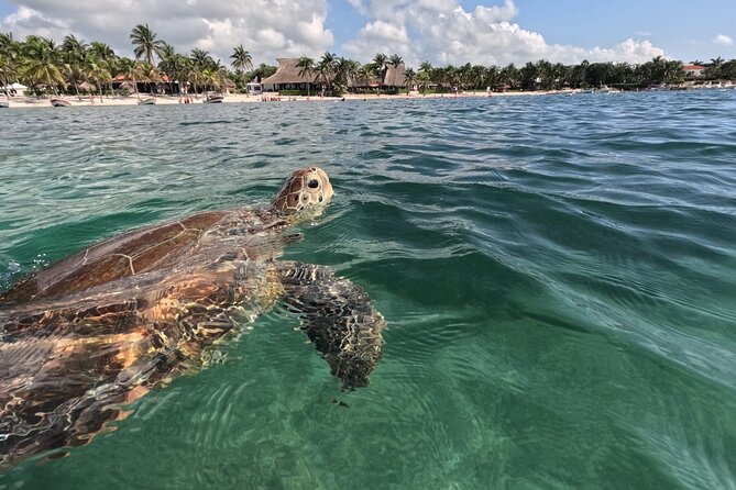 Private Snorkeling with Sea Turtles in Akumal Beach - Meeting at Playa Akumal: What to Expect Before You Get Wet