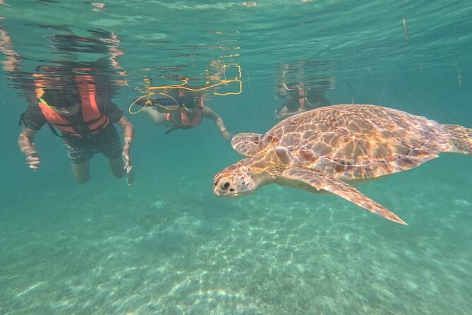 Private Snorkeling with Sea Turtles in Akumal Beach - Conditions Matter: Open-Ocean Swimming, Current, and Choppy Days