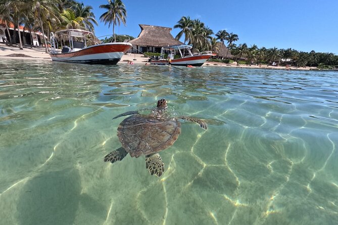 Private Snorkeling with Sea Turtles in Akumal Beach - Price and Value: Is $65.57 a Good Deal?