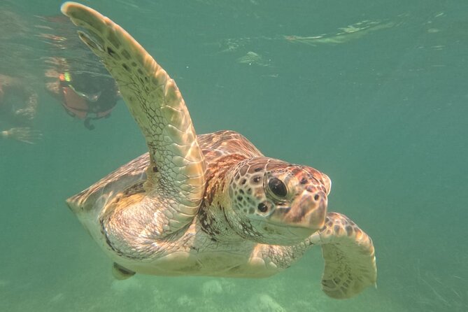 Private Snorkeling with Sea Turtles in Akumal Beach - Photos and Video: The GoPro Story and the Extra Cost