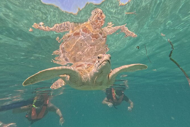Private Snorkeling with Sea Turtles in Akumal Beach - The Best Fit: Who Should Book This (and who should rethink it)