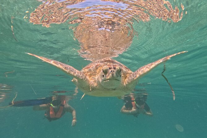 Private Snorkeling with Sea Turtles in Akumal Beach - Should You Book This Akumal Private Turtle Snorkel?