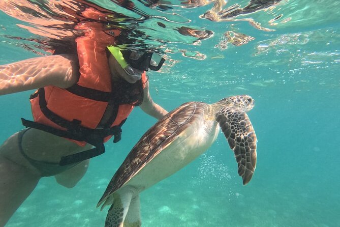 Private Snorkeling with Sea Turtles in Akumal Beach - What You’ll See: Green Turtles First, Then the Reef