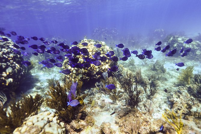 Private Stingray City and Snorkeling Half Day Charter for 6 Guest - Snorkeling time isn’t an afterthought here