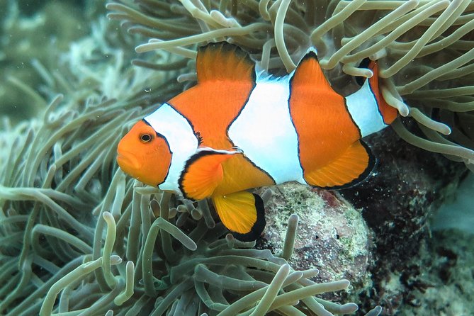 Private Tour to Hong Islands & 4 Islands with Sunset & Night Snorkel - Private Boat Logistics: Pickup, Timing, and Group Size