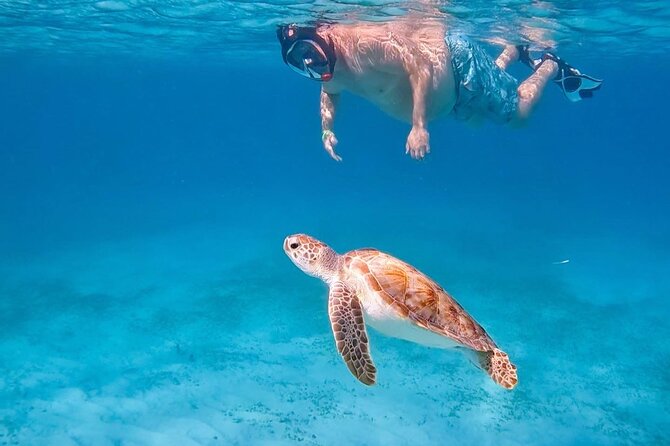 Private Turtle Spotting Snorkeling Excursion in Aruba - Quick highlights on a Tres Trapi turtle snorkel