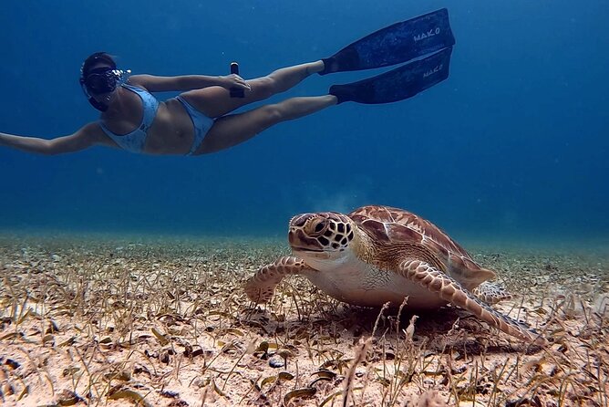 Private Turtle Spotting Snorkeling Excursion in Aruba - A 90-minute game plan built for close turtle encounters