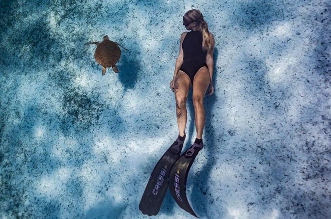 Private Turtle Spotting Snorkeling Excursion in Aruba - Price and logistics: who this $97 private tour is really for
