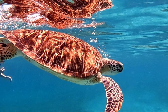 Private Turtle Spotting Snorkeling Excursion in Aruba - What if the sea is choppy or turtles don’t show up