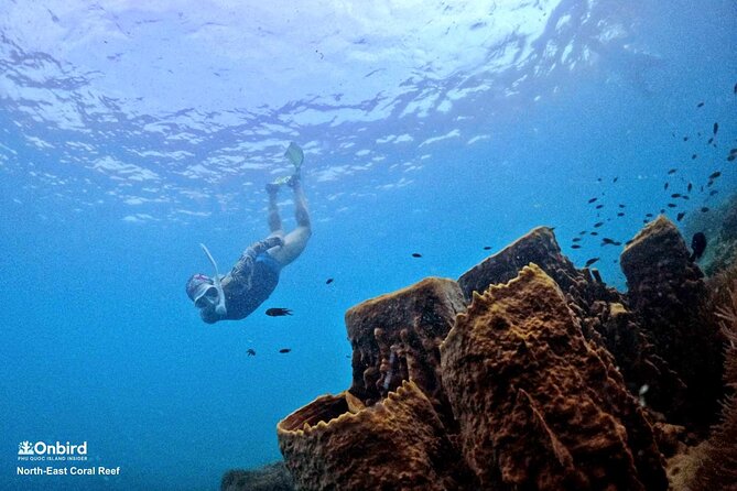 PRO-SNORKELING to Explore Hidden Coral Reefs (MAX 10 PAX) - Key highlights to know before you go