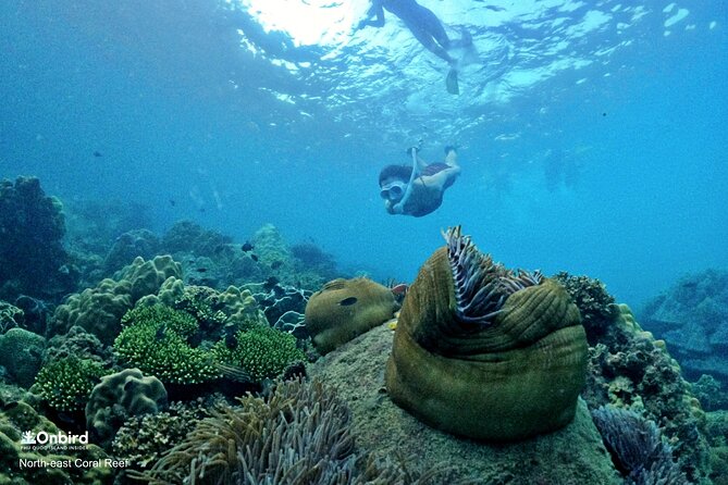 PRO-SNORKELING to Explore Hidden Coral Reefs (MAX 10 PAX) - Price and logistics: what you’re really paying for