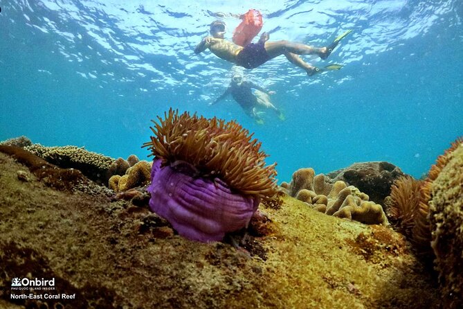 PRO-SNORKELING to Explore Hidden Coral Reefs (MAX 10 PAX) - The An Thoi start: shallow-water practice that pays off