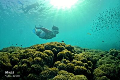PRO-SNORKELING to Explore Hidden Coral Reefs (MAX 10 PAX) - Speedboat timing: how conditions control the day