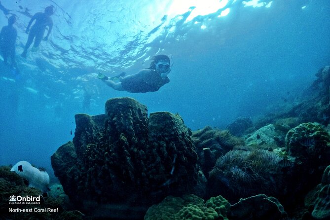 PRO-SNORKELING to Explore Hidden Coral Reefs (MAX 10 PAX) - Two reef stops: what you’re likely to see (and how to enjoy it)