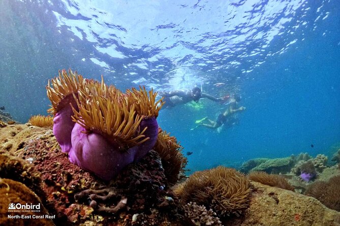 PRO-SNORKELING to Explore Hidden Coral Reefs (MAX 10 PAX) - Hidden coral spots: why the route choice matters