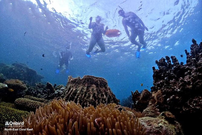 PRO-SNORKELING to Explore Hidden Coral Reefs (MAX 10 PAX) - Food and small comforts that make the day smoother