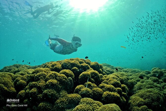 PRO-SNORKELING to Explore Hidden Coral Reefs (MAX 10 PAX) - Speedboat timing: how conditions control the day