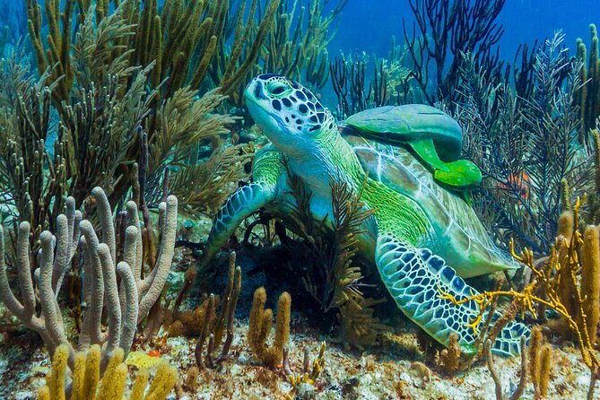 Puerto Morelos Catamaran Reef Sail and Snorkel - Pickup, timing, and how to plan your morning