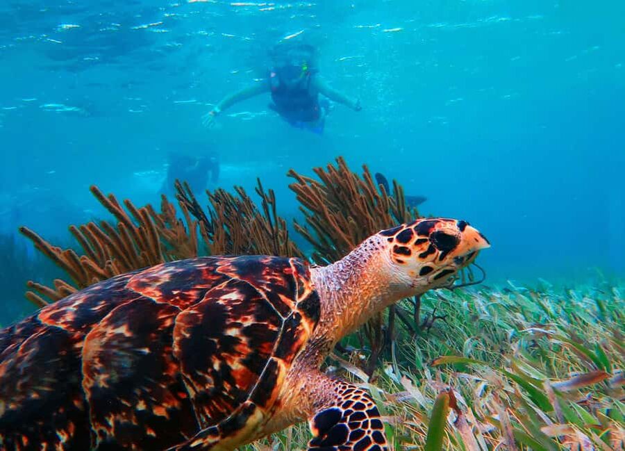 Puerto Morelos: Snorkel, Town Walk, Tequila & Beach Lunch - Who this tour suits best (and who should skip it)