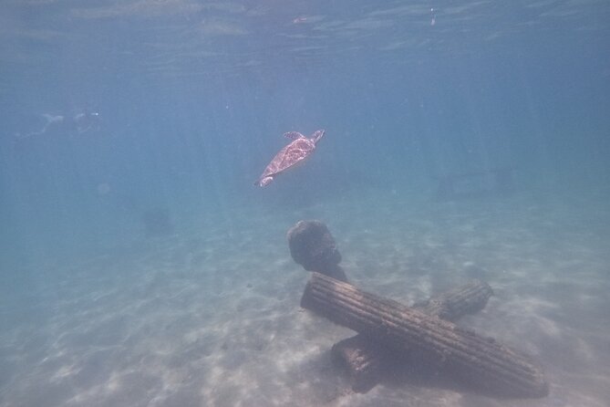 Puerto Rico Jet Snorkel with Turtles and Videos in San Juan - Seeing sea turtles without turning it into a workout