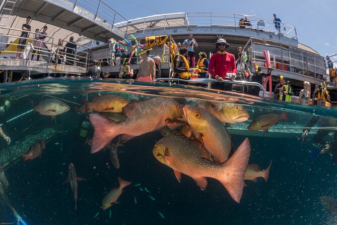 Quicksilver Great Barrier Reef Snorkel Cruise from Port Douglas - Key highlights worth planning for