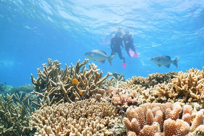 Quicksilver Great Barrier Reef Snorkel Cruise from Port Douglas - Ocean Walker Helmet Experience and Guided Snorkeling Options
