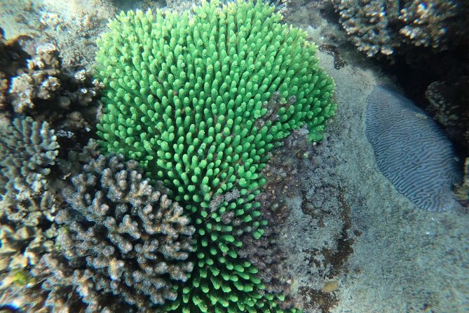REAL snorkel &island hopping by SPEEDBOAT-EXPLORE CUISINES(MAX12) - Price and value: why $55 can work well here
