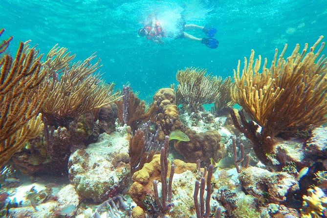 Reef Snorkeling in National Park from Cancun with Beachside Lunch - Guide Coaching That Helps You Stay Calm in Choppy Water