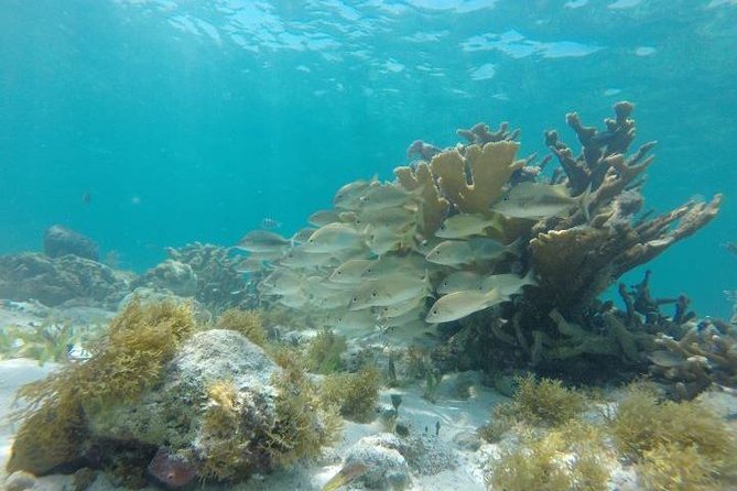 Reef Snorkeling & Jungle Speedboat Adventure with Mayan Ceremony - Drive-your-own speedboat through the lagoon