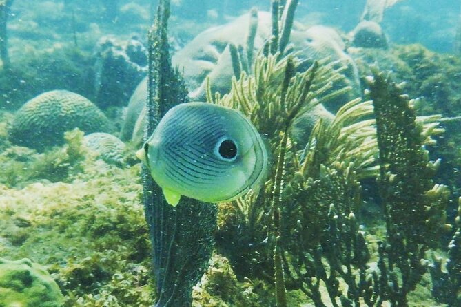 Rincon Snorkeling Adventure - Key highlights worth knowing before you go