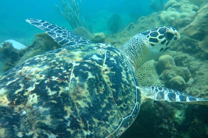 Rincon Snorkeling Adventure - Tres Palmas Marine Reserve: Why this reef is the main event