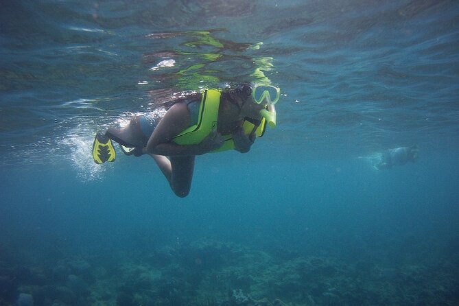 Rincon Snorkeling Adventure - What you’ll likely spot: turtles, sharks, and reef fish