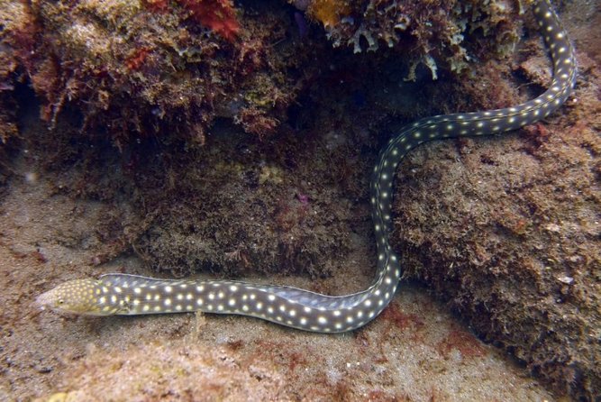 Rincon Snorkeling Adventure - Who should book, and who should ask first