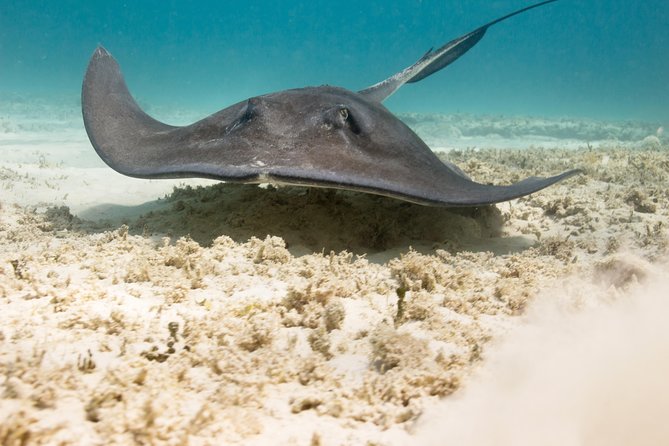 Riviera Maya Luxury Snorkeling Cruise with Lunch and Drinks - Adults-Only vs Family-Friendly: Choose Your Mood Carefully