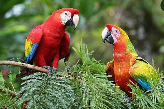 Roatán Private Snorkeling, Wildlife Park, and West Bay Beach - Key things that make this Roatán tour worth a look