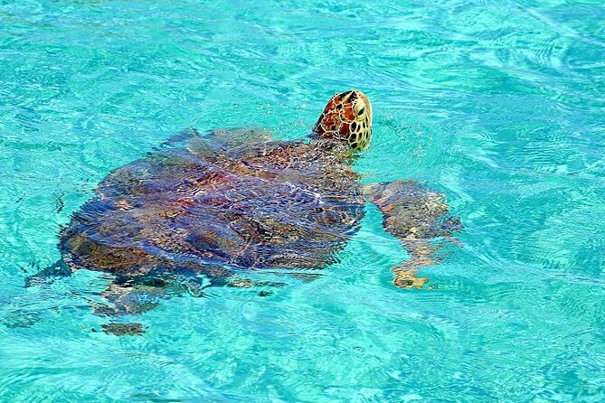 Rose Island Half-Day Snorkeling Cruise - Key highlights at a glance