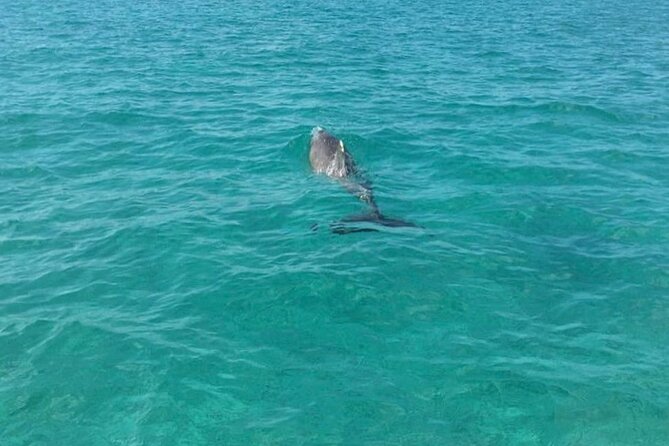 Rose Island Half-Day Snorkeling Cruise - Price and value: when $750 for six makes sense