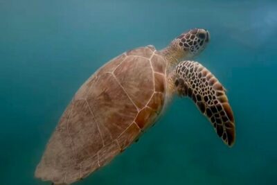 San Juan Guided Snorkel With Turtles Tour and Videos - Stop 1 at Batería del Escambrón: Reefs, Fish, and Sea Turtles (If Conditions Cooperate)
