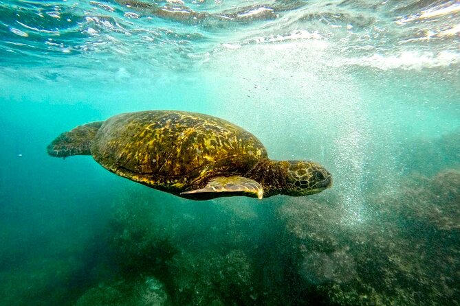San Juan Guided Snorkel With Turtles Tour and Videos - GoPro Video Included: How You’ll Use This After the Trip