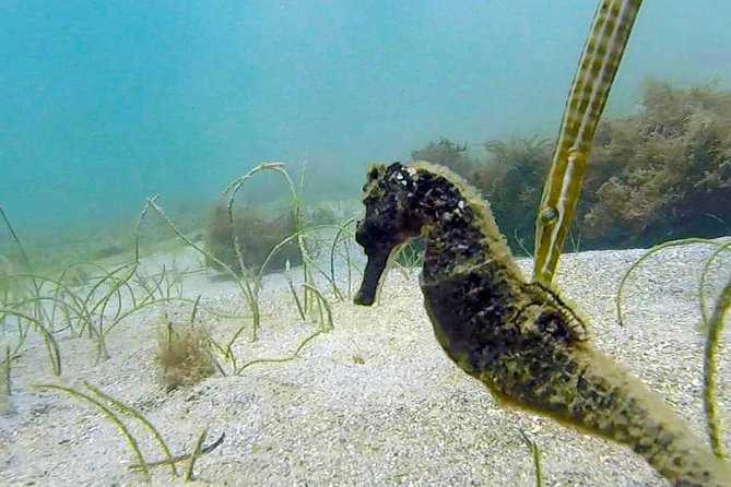 San Juan Guided Snorkel With Turtles Tour and Videos - Timing, Currents, and Why Turtle Sightings Can Vary