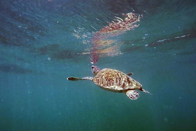 San Juan Guided Snorkel With Turtles Tour and Videos - Price and Value: What You’re Paying For (and What You’re Not)