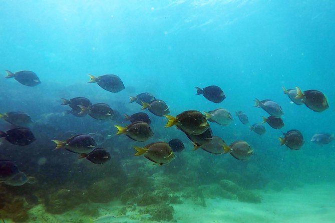 San Juan Guided Snorkel With Turtles Tour and Videos - Who This Tour Fits Best (And Who Might Want a Different Day)