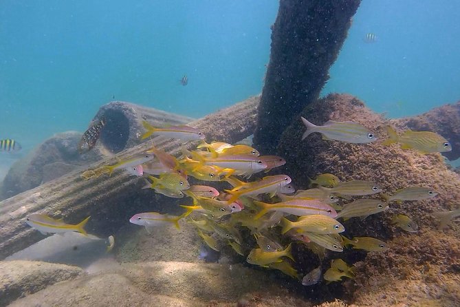 San Juan Guided Snorkel With Turtles Tour and Videos - Tips to Get More Out of Your San Juan Snorkel