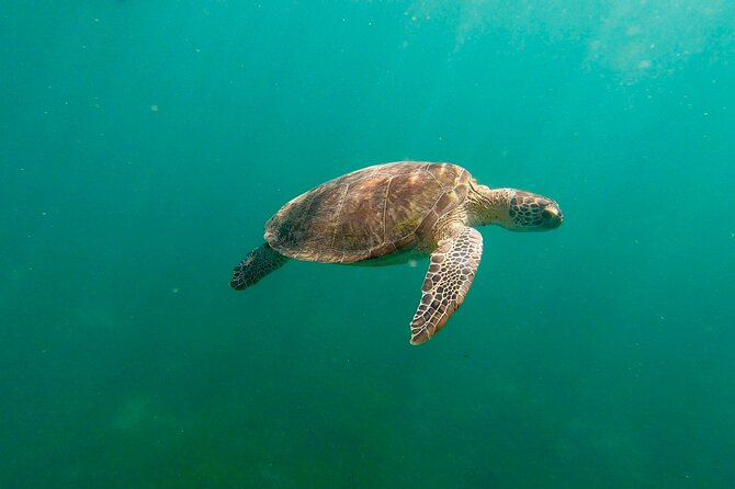 San Juan: Snorkeling with Turtles Adventure and Free Videos - Key highlights to know before you go