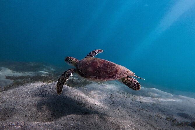 San Juan: Snorkeling with Turtles Adventure and Free Videos - Shore start in San Juan: simpler than a boat tour
