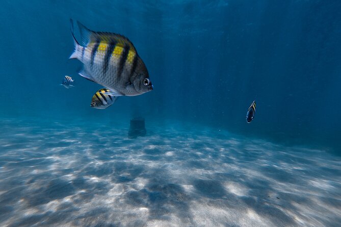 San Juan: Snorkeling with Turtles Adventure and Free Videos - Who should book, and who should reconsider